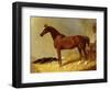 A Bay Racehorse in a Stall-John Frederick Herring I-Framed Giclee Print