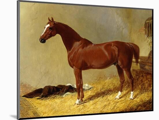 A Bay Racehorse in a Stall-John Frederick Herring I-Mounted Giclee Print