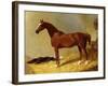 A Bay Racehorse in a Stall-John Frederick Herring I-Framed Giclee Print