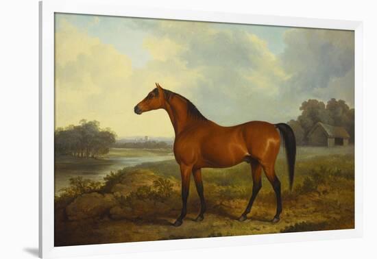 A Bay Stallion in a River Landscape-James Barenger-Framed Giclee Print