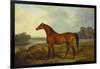 A Bay Stallion in a River Landscape-James Barenger-Framed Giclee Print