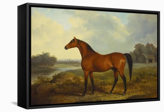 A Bay Stallion in a River Landscape-James Barenger-Framed Stretched Canvas