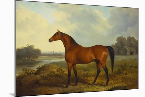 A Bay Stallion in a River Landscape-James Barenger-Mounted Premium Giclee Print