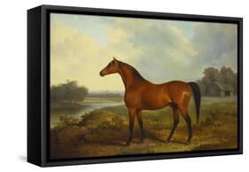 A Bay Stallion in a River Landscape-James Barenger-Framed Stretched Canvas