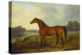 A Bay Stallion in a River Landscape-James Barenger-Stretched Canvas