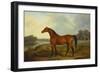 A Bay Stallion in a River Landscape-James Barenger-Framed Premium Giclee Print