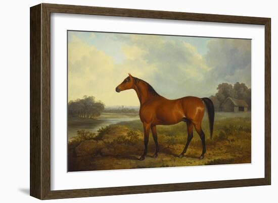 A Bay Stallion in a River Landscape-James Barenger-Framed Giclee Print