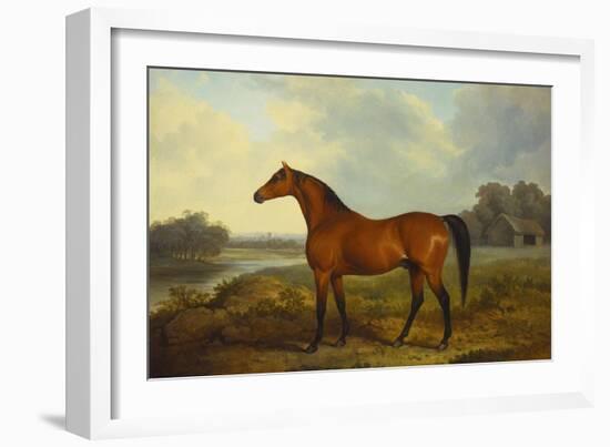 A Bay Stallion in a River Landscape-James Barenger-Framed Giclee Print