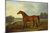 A Bay Stallion in a River Landscape-James Barenger-Mounted Giclee Print