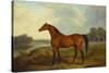 A Bay Stallion in a River Landscape-James Barenger-Stretched Canvas