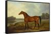 A Bay Stallion in a River Landscape-James Barenger-Framed Stretched Canvas