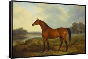 A Bay Stallion in a River Landscape-James Barenger-Framed Stretched Canvas