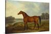 A Bay Stallion in a River Landscape-James Barenger-Stretched Canvas