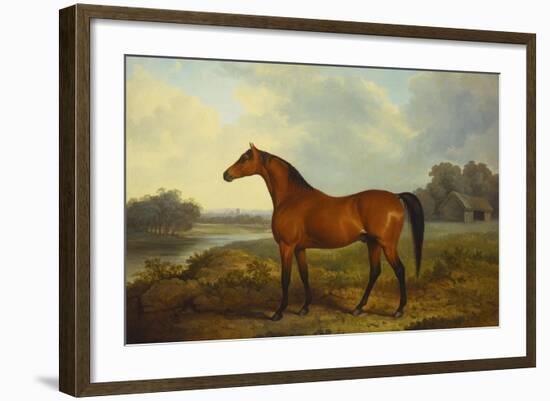 A Bay Stallion in a River Landscape-James Barenger-Framed Giclee Print