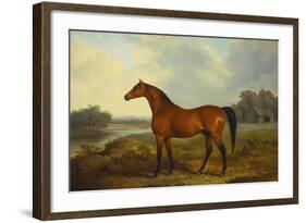 A Bay Stallion in a River Landscape-James Barenger-Framed Giclee Print