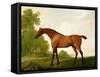 A Bay Thoroughbred in a Landscape, 1801-George Stubbs-Framed Stretched Canvas