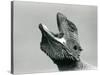 A Bearded Dragon Looking Upwards and Gaping, London Zoo, August 1928 (B/W Photo)-Frederick William Bond-Stretched Canvas