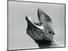 A Bearded Dragon Looking Upwards and Gaping, London Zoo, August 1928 (B/W Photo)-Frederick William Bond-Mounted Giclee Print