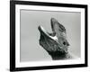 A Bearded Dragon Looking Upwards and Gaping, London Zoo, August 1928 (B/W Photo)-Frederick William Bond-Framed Giclee Print