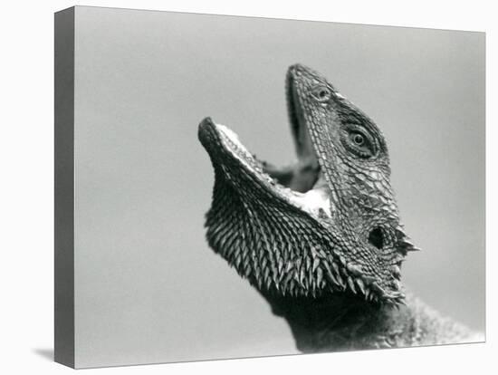 A Bearded Dragon Looking Upwards and Gaping, London Zoo, August 1928 (B/W Photo)-Frederick William Bond-Stretched Canvas