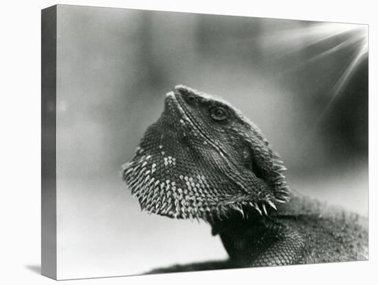 A Bearded Lizard Looking up at London Zoo in 1930 (B/W Photo)-Frederick William Bond-Stretched Canvas