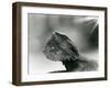 A Bearded Lizard Looking up at London Zoo in 1930 (B/W Photo)-Frederick William Bond-Framed Giclee Print