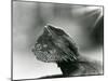 A Bearded Lizard Looking up at London Zoo in 1930 (B/W Photo)-Frederick William Bond-Mounted Giclee Print