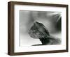 A Bearded Lizard Looking up at London Zoo in 1930 (B/W Photo)-Frederick William Bond-Framed Giclee Print