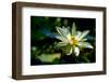 A Beautiful Blooming Yellow Lotus Water Lily Pad Flower-Richard McMillin-Framed Photographic Print