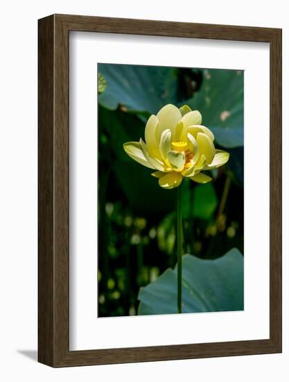 A Beautiful Blooming Yellow Lotus Water Lily Pad Flower-Richard McMillin-Framed Photographic Print