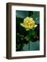 A Beautiful Blooming Yellow Lotus Water Lily Pad Flower-Richard McMillin-Framed Photographic Print