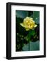 A Beautiful Blooming Yellow Lotus Water Lily Pad Flower-Richard McMillin-Framed Photographic Print