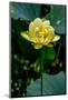 A Beautiful Blooming Yellow Lotus Water Lily Pad Flower-Richard McMillin-Mounted Photographic Print