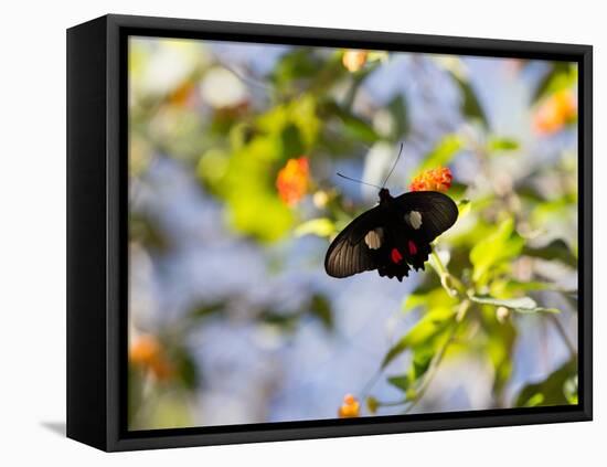 A Beautiful Butterfly in Iguazu National Park-Alex Saberi-Framed Stretched Canvas