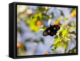 A Beautiful Butterfly in Iguazu National Park-Alex Saberi-Framed Stretched Canvas