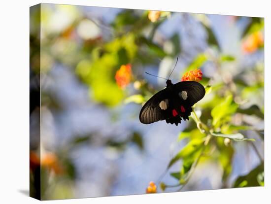 A Beautiful Butterfly in Iguazu National Park-Alex Saberi-Stretched Canvas