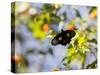 A Beautiful Butterfly in Iguazu National Park-Alex Saberi-Stretched Canvas