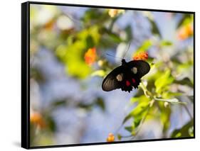 A Beautiful Butterfly in Iguazu National Park-Alex Saberi-Framed Stretched Canvas