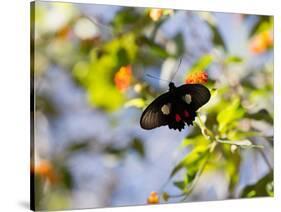 A Beautiful Butterfly in Iguazu National Park-Alex Saberi-Stretched Canvas