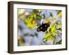 A Beautiful Butterfly in Iguazu National Park-Alex Saberi-Framed Photographic Print