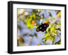 A Beautiful Butterfly in Iguazu National Park-Alex Saberi-Framed Photographic Print