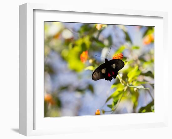 A Beautiful Butterfly in Iguazu National Park-Alex Saberi-Framed Photographic Print