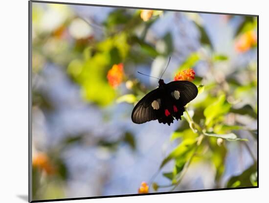 A Beautiful Butterfly in Iguazu National Park-Alex Saberi-Mounted Photographic Print