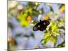 A Beautiful Butterfly in Iguazu National Park-Alex Saberi-Mounted Photographic Print