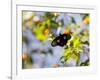 A Beautiful Butterfly in Iguazu National Park-Alex Saberi-Framed Photographic Print