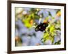 A Beautiful Butterfly in Iguazu National Park-Alex Saberi-Framed Photographic Print