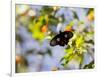 A Beautiful Butterfly in Iguazu National Park-Alex Saberi-Framed Photographic Print