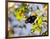 A Beautiful Butterfly in Iguazu National Park-Alex Saberi-Framed Photographic Print