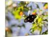 A Beautiful Butterfly in Iguazu National Park-Alex Saberi-Mounted Photographic Print