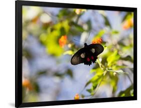 A Beautiful Butterfly in Iguazu National Park-Alex Saberi-Framed Photographic Print